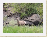 GunnyGorge 036 * Big horn sheep * Big horn sheep * 2560 x 1920 * (1.1MB)